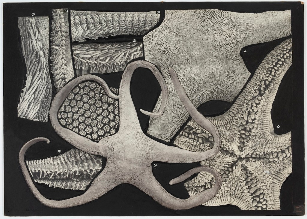 Zoology specimens, Australasian Antarctic Expedition Reports, 1911-1914